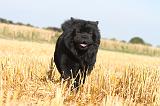 CHOW CHOW 024